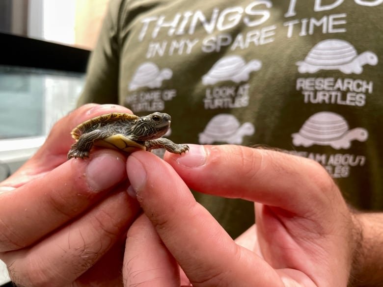 baby turtle from egg collected at Petrie Island Ottawa summer 2024