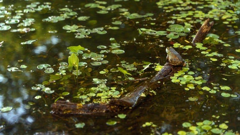 frog on the lookout for food