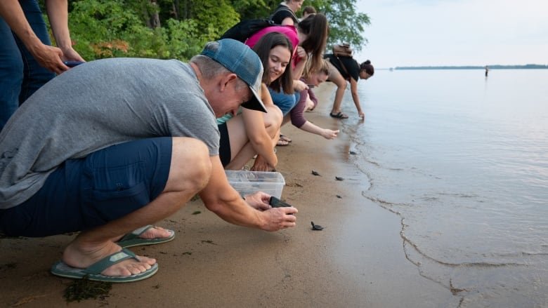 releasing the baby turtles