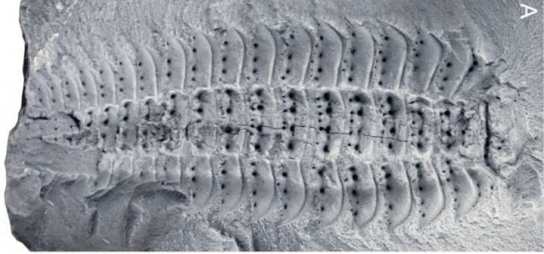 Sketches of a large centipede from different angles