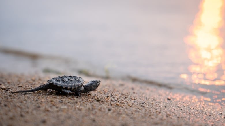 turtle on beach