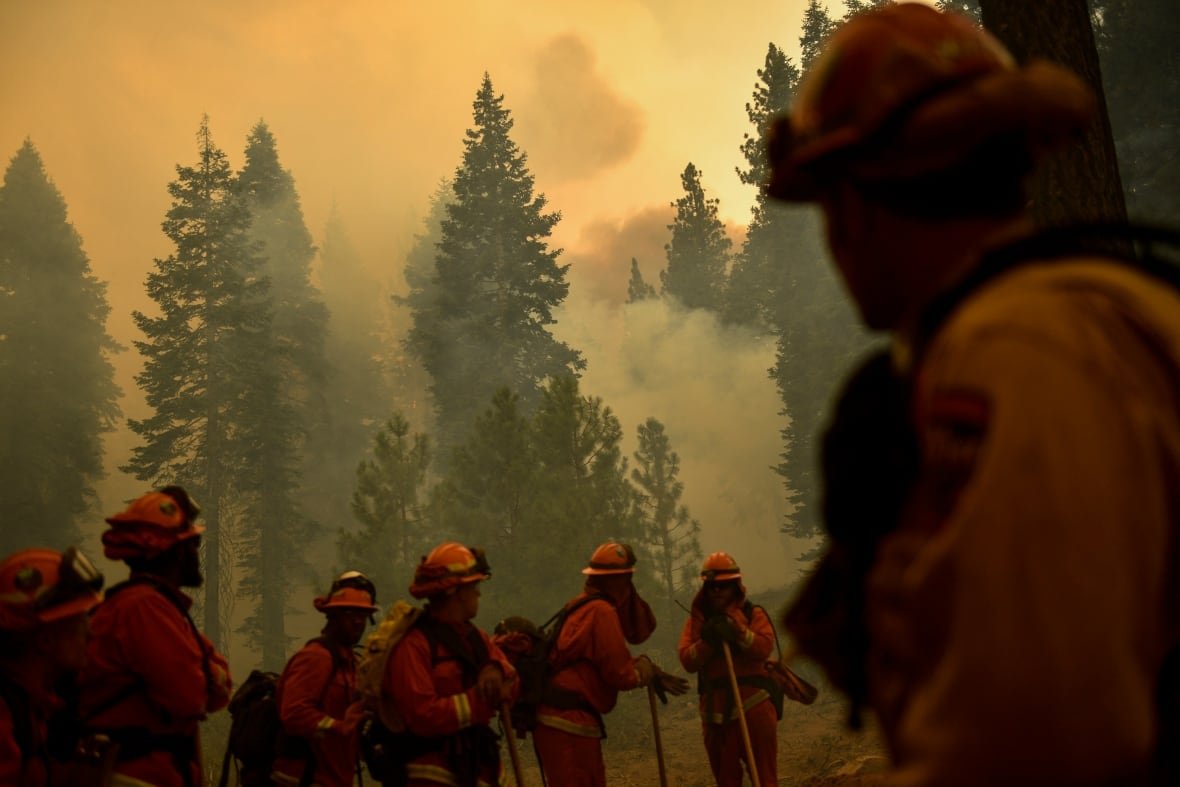 Firefighters in a  burning forest