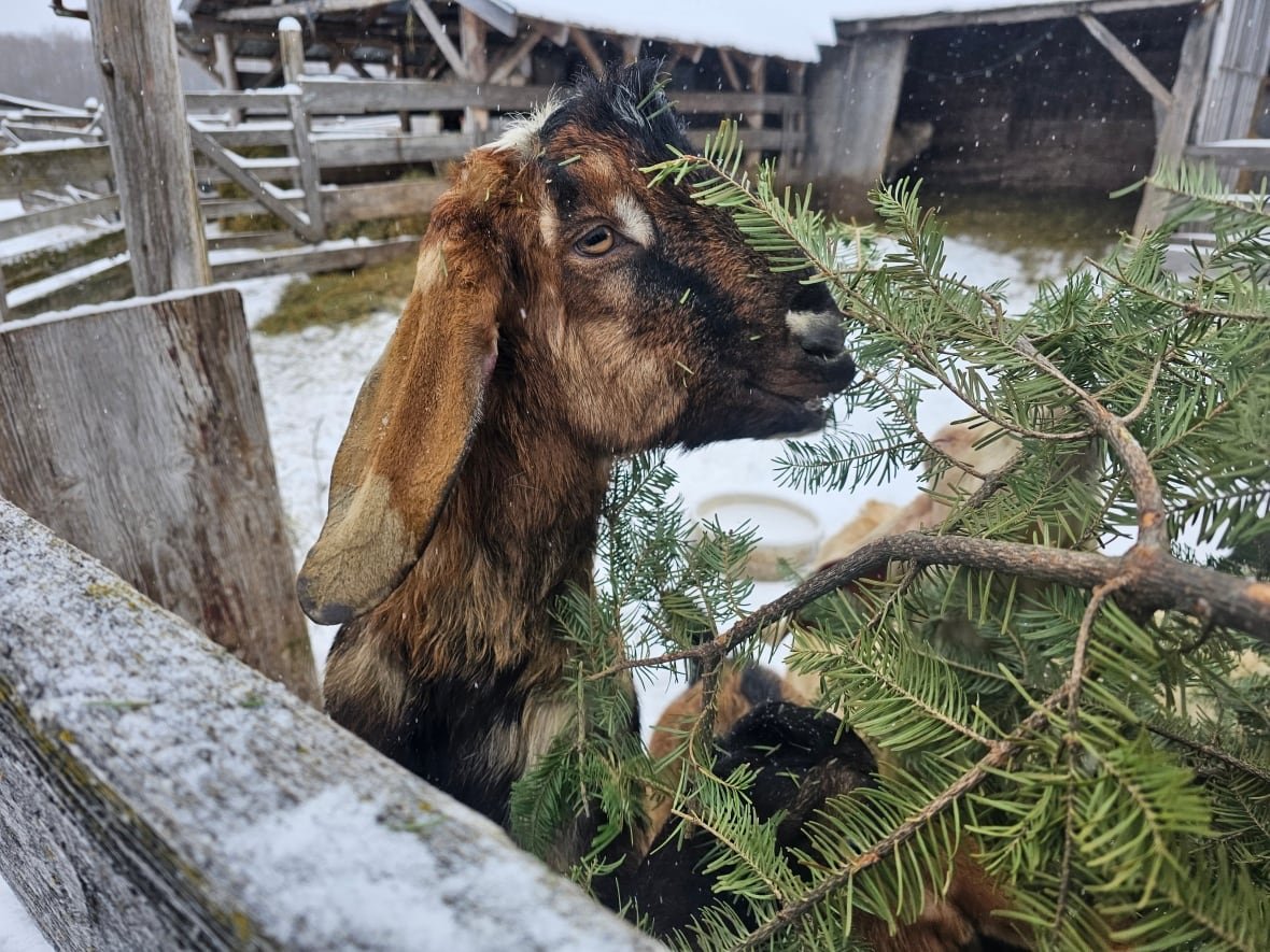 A goat eats a Christmas tree