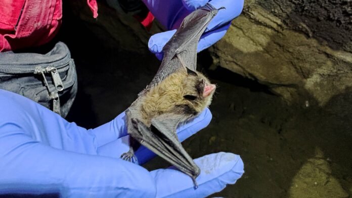 bat_hand