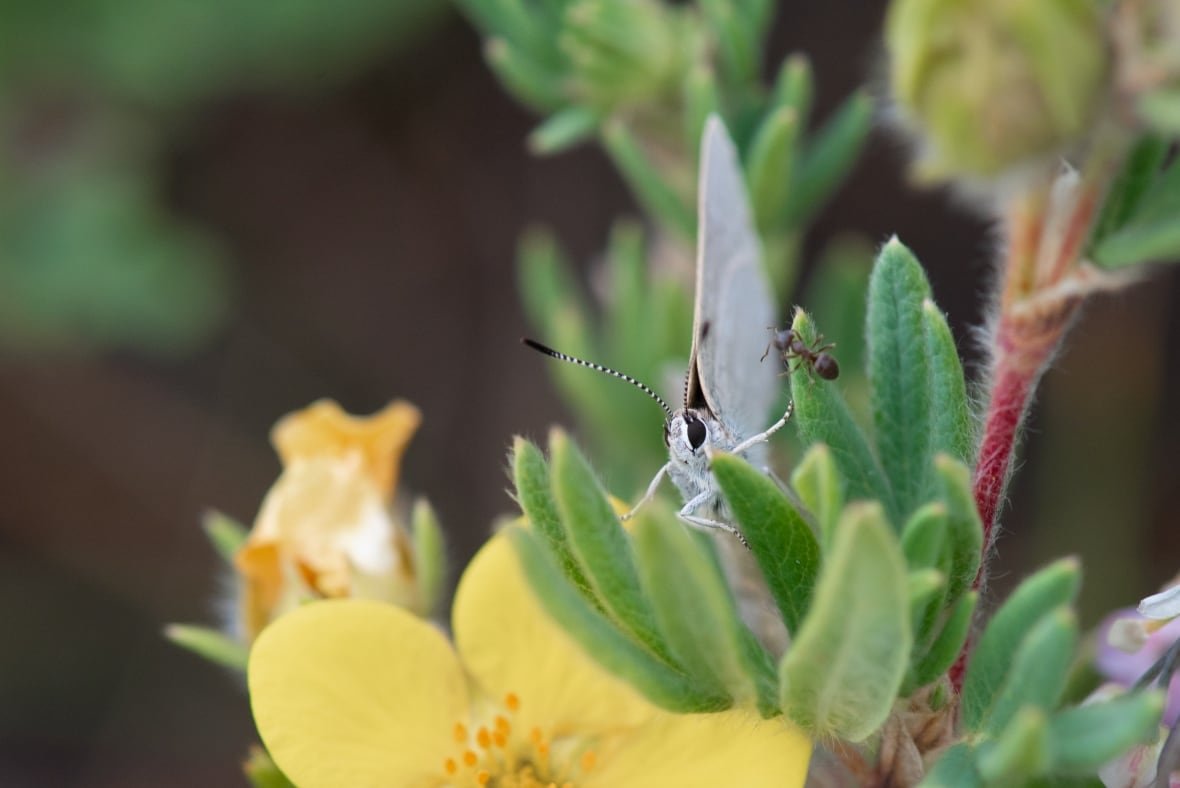 curiously-isolated-hairstreak-butterfly-1 Curiously Isolated Hairstreak Butterfly
