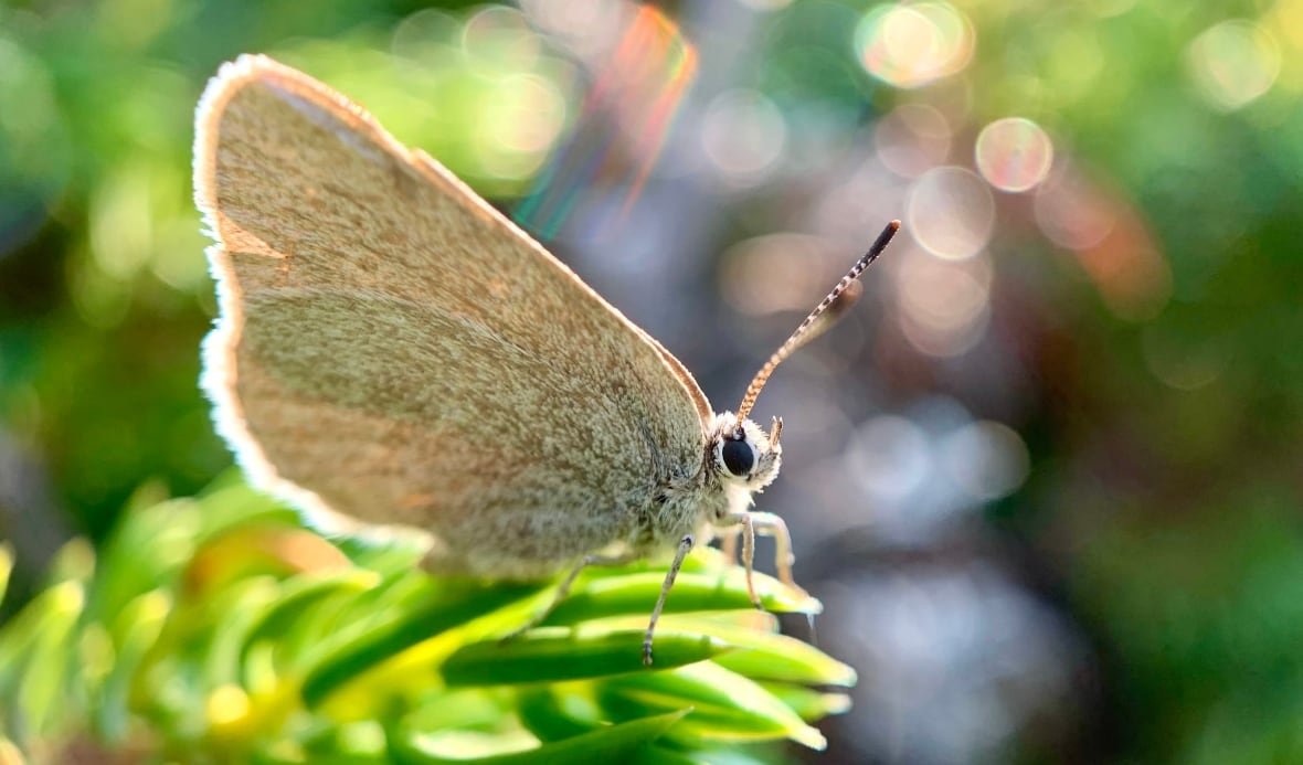 curiously-isolated-hairstreak-butterfly Curiously isolated hairstreak butterfly