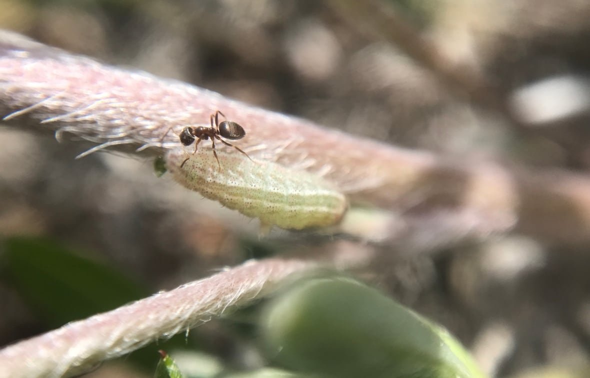 curiously-isolated-hairstreak-larva-1 Curiously Isolated hairstreak larva