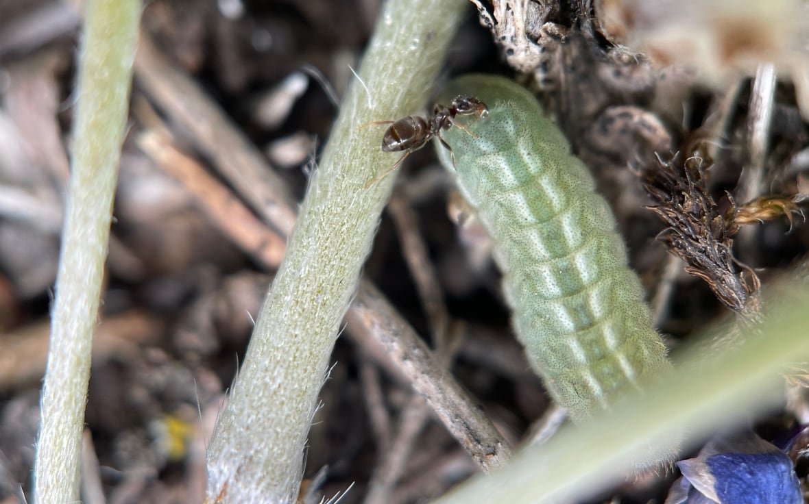 curiously-isolated-hairstreak-larva Curiously isolated hairstreak larva