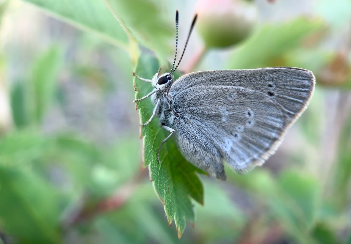 curiously-isolated-hairstreak Curiously isolated hairstreak