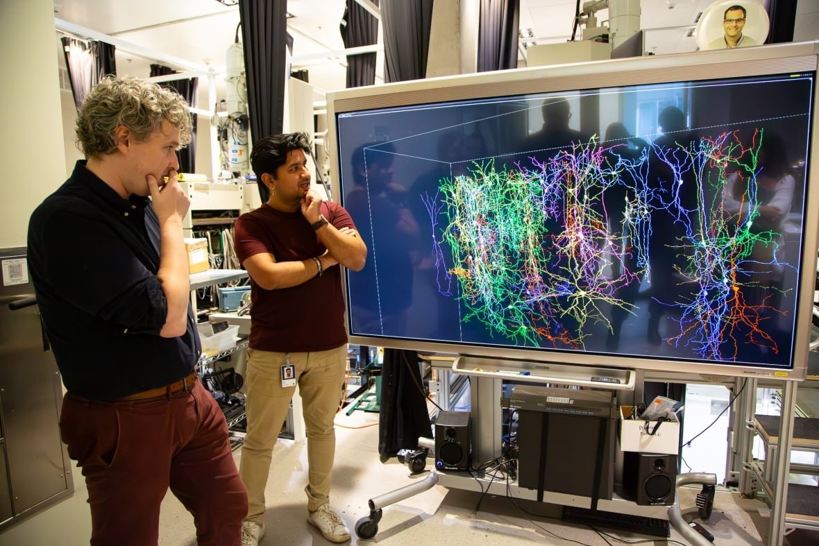 electron-microscopy-team Two people look at a large screen that shows an image of the colourful mapped brain activity.