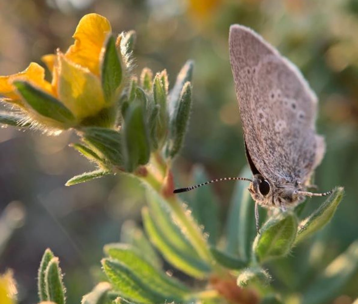hairstreak-butterfly hairstreak butterfly with flower