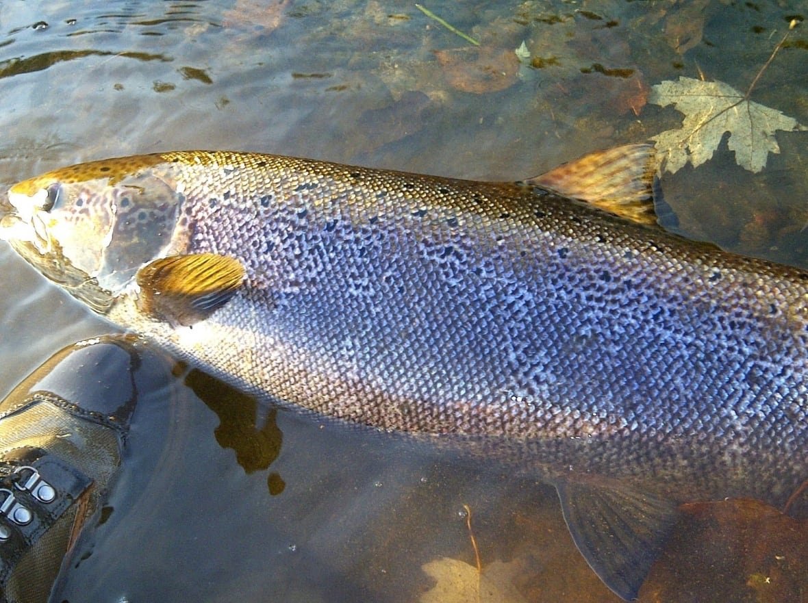 roger-jenkins-first-person-fish A silver fish floats in shallow water next to a person wearing a boot.Â