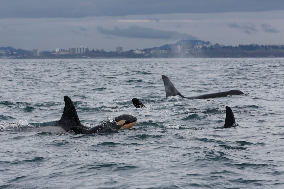 A southern resident killer whale calf is seen swimming alongside other members of J-pod near Victoria.