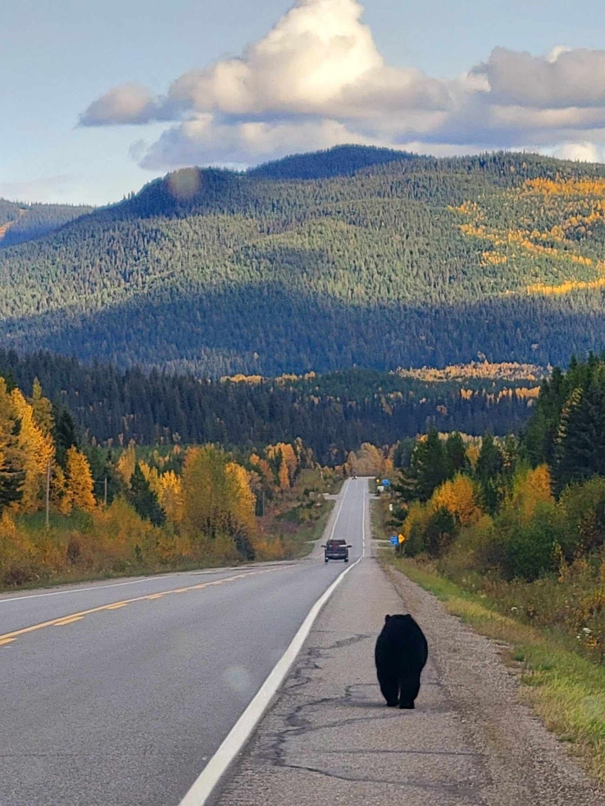 black-bear-mcbride A black bear walks along a highway.