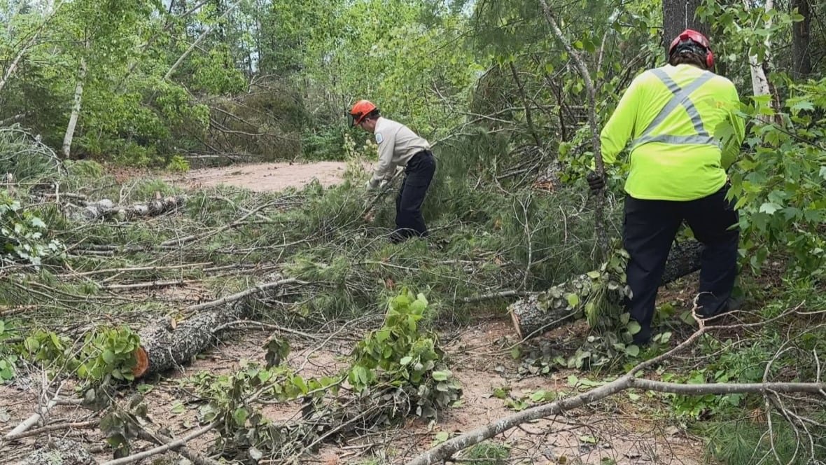 brush-clearing Two people wearing safety vests picking up fallen branches.