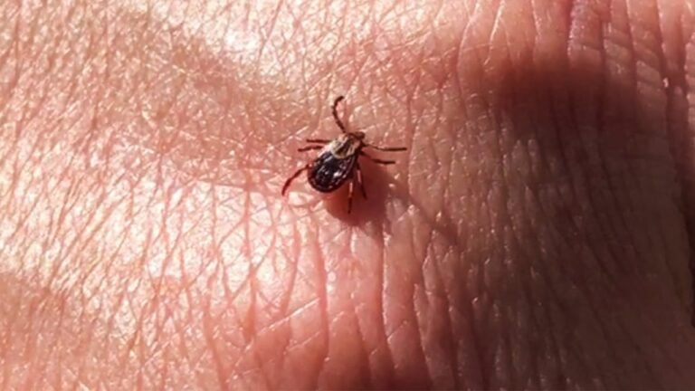 2 deaths linked to insect bites in Quebec â but experts say no reason to panic