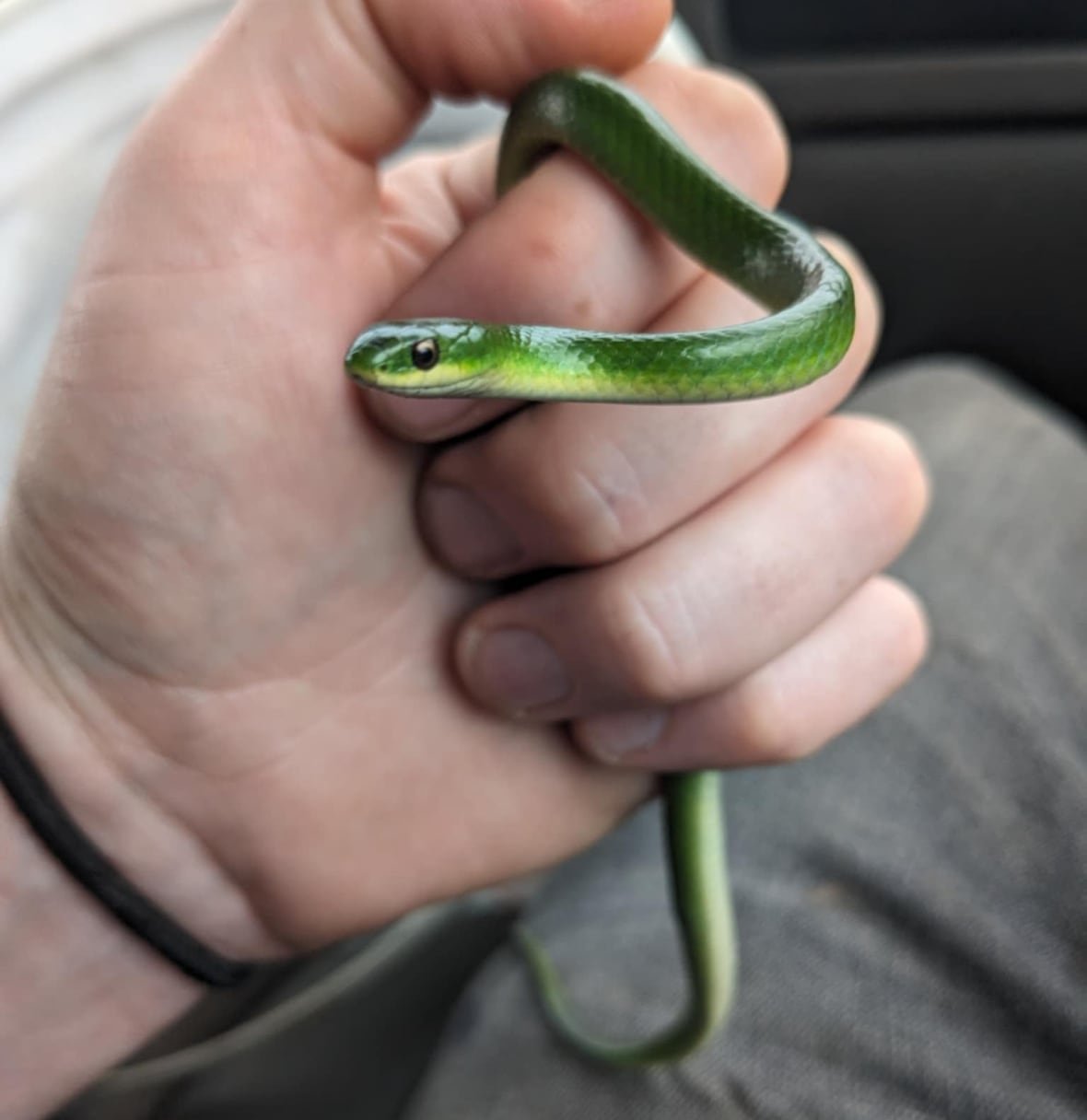 sgs-matt-sheidow-1 A small green snake held in a person's hand inside a car