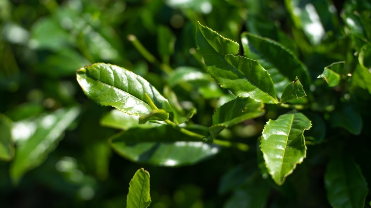 tencha-leaves Leaves are shown in close-up.