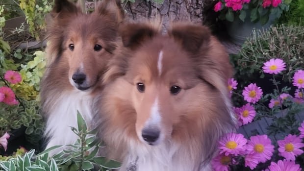 “Tragic Fire Claims Beloved Pets of Barrhaven Animal Rescuer” “Tragic Fire Claims Beloved Pets of Barrhaven Animal Rescuer”