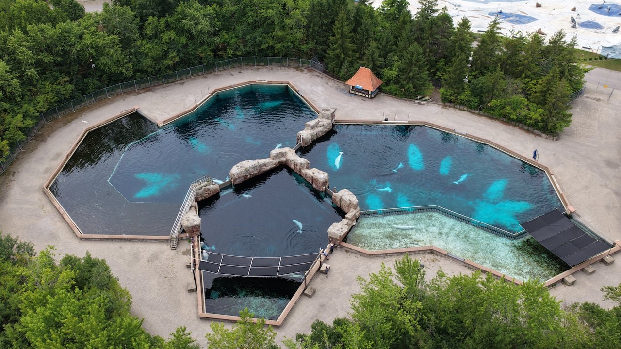 Drone footage shows an aerial view of a large pool with a person standing near the edge as marine animals swim inside.