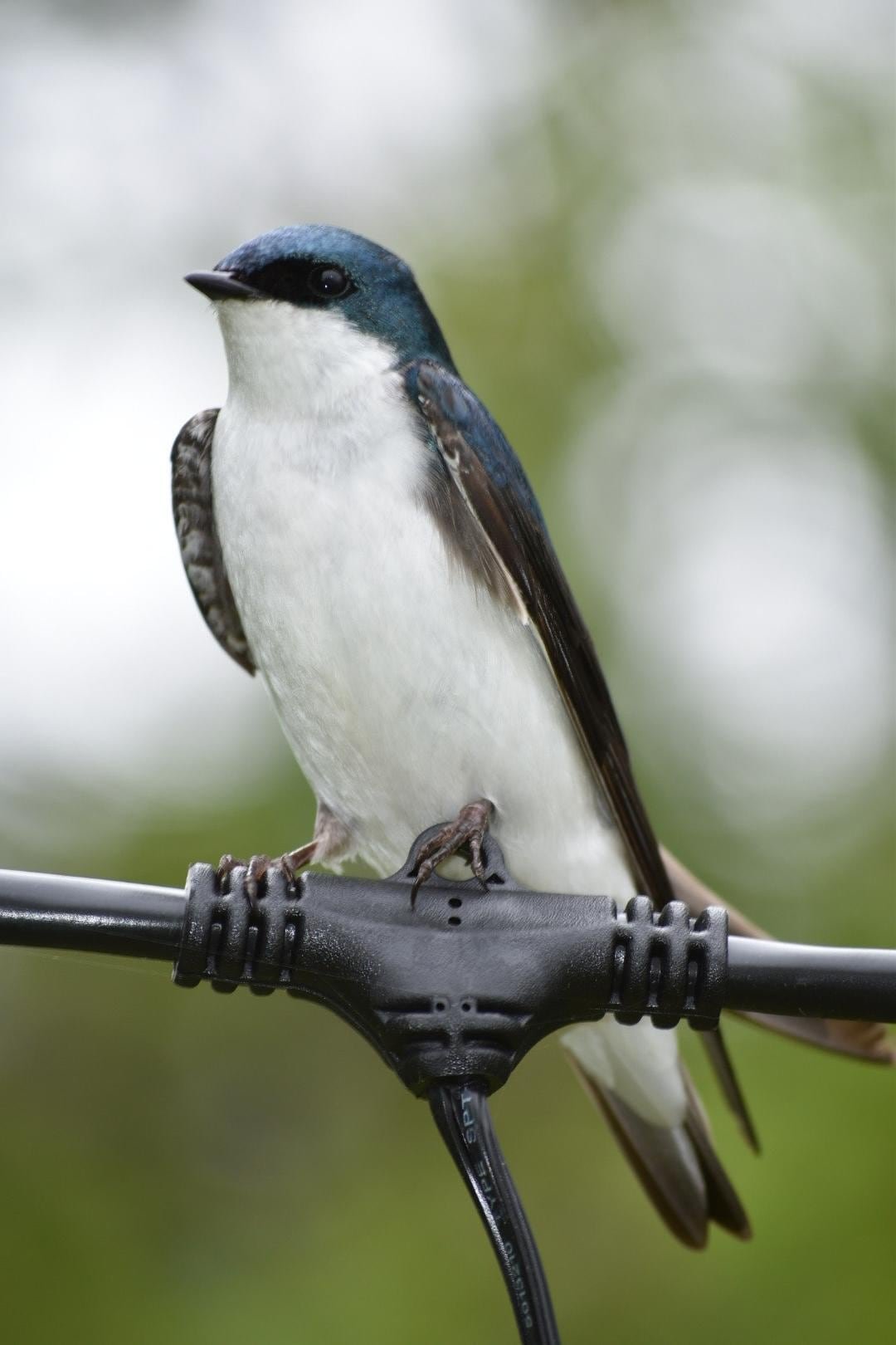 default-785 A bird on a wire.