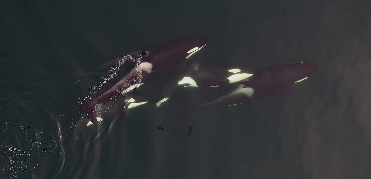 A pod of northern resident killer whales seen from above