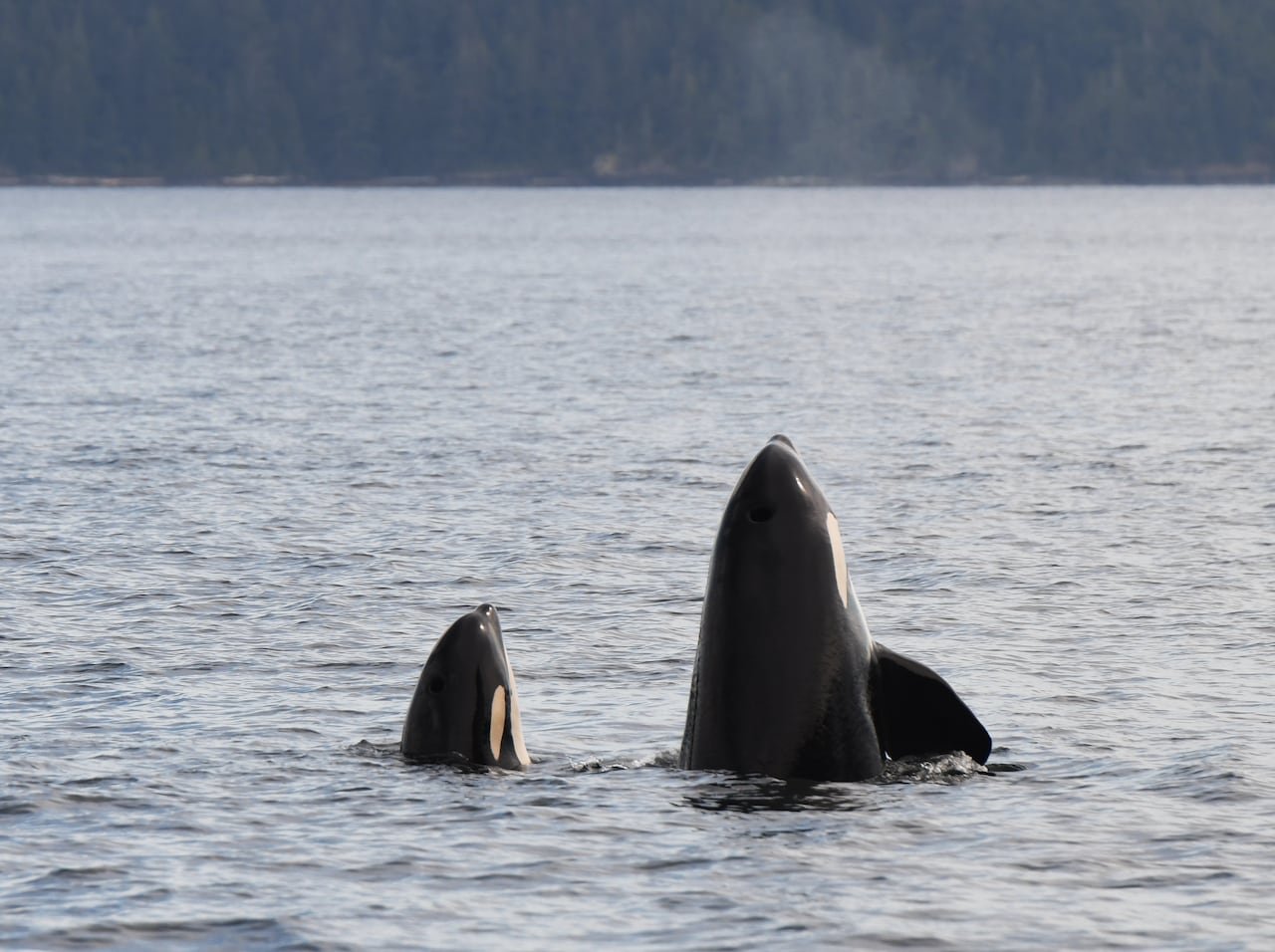 Two killer whales poking their noses skyward out of the water