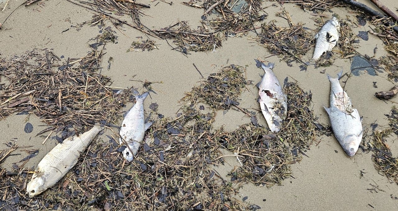 Dead fish amid the flotsam on a beach