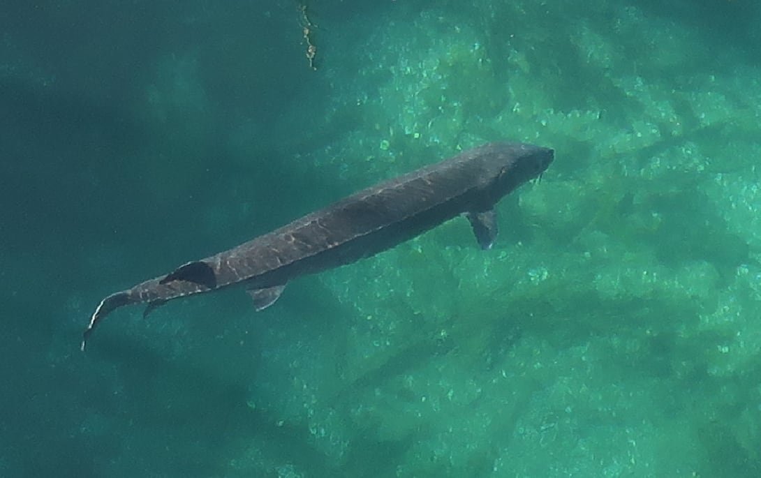 A large fish surrounded by smaller fish in a blue pond