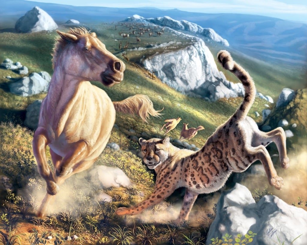 default-216 A cheetah chases a horse.